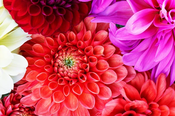 Chrysanthemum red flower