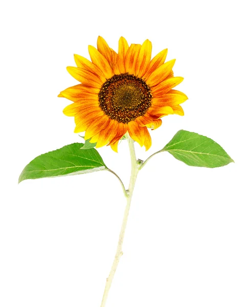 Sunflower isolated on white background — Stock Photo, Image