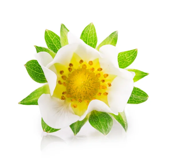 Fiore di fragola isolato su bianco — Foto Stock