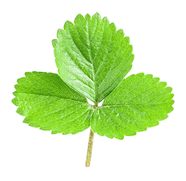 Hoja de fresa aislada en blanco — Foto de Stock