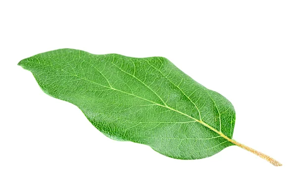 Apple leaf kvitten — Stockfoto