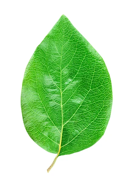 Apple leaf kvitten — Stockfoto