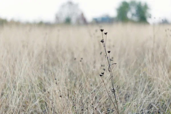 Droog gras natuur landschap — Stockfoto