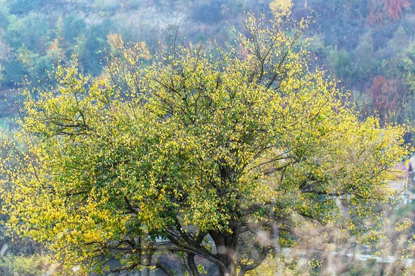 Doğa manzara ağaç kuru yaprak — Stok fotoğraf