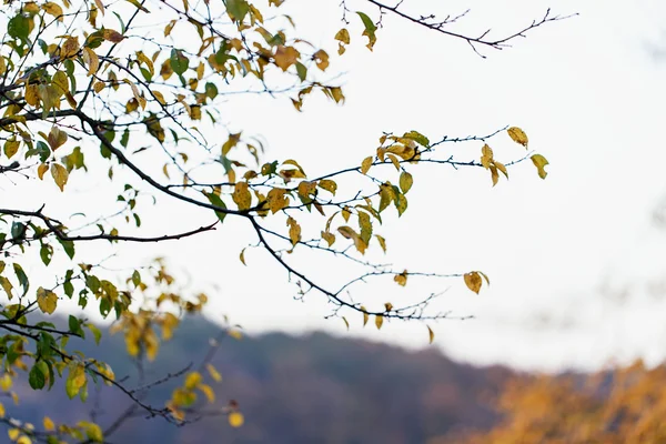 Árvore folhas secas natureza paisagem — Fotografia de Stock