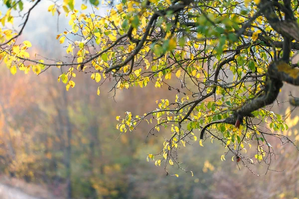 干树叶自然景观 — 图库照片