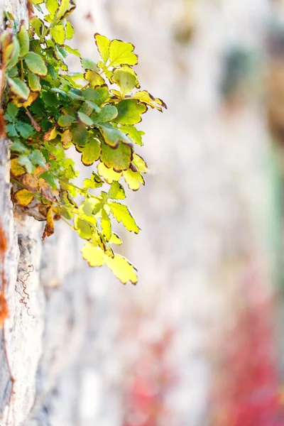 Vilda druvor vägg bakgrund oskärpa — Stockfoto