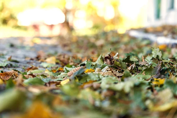 Autunno caduto foglie gialle — Foto Stock