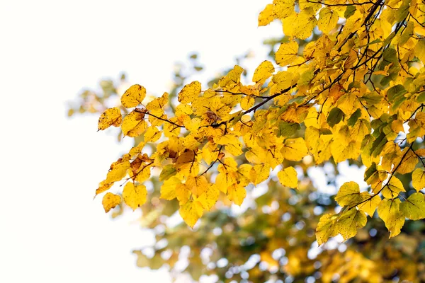 Albero foglie secche natura paesaggio — Foto Stock