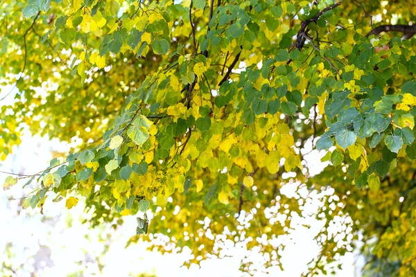 Baum trockene Blätter Natur Landschaft — Stockfoto