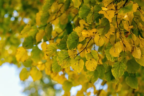 나무 건조 나뭇잎 자연 풍경 — 스톡 사진