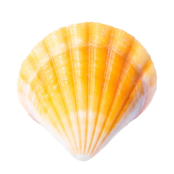 Shell isolato su bianco — Foto Stock