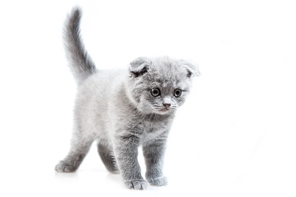 British lop-eared kitten Stock Photo