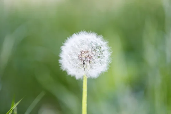 Dandelion on a green background — Stock Photo, Image