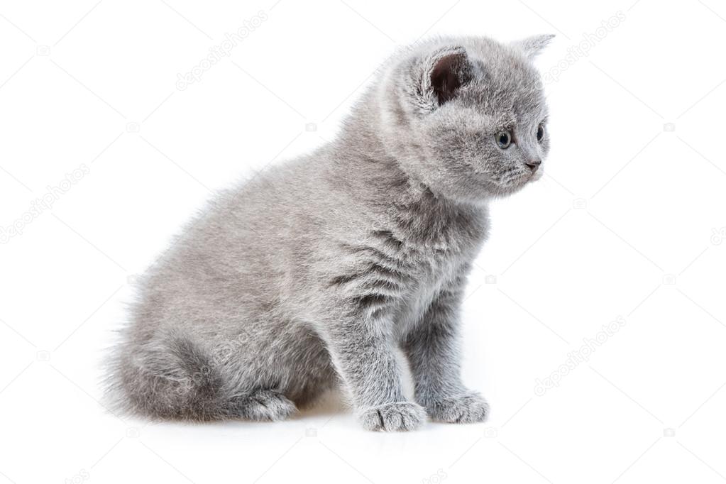British lop-eared kitten 