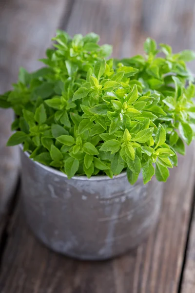 Bunch of fresh Spicy Globe Basil — Stock Photo, Image