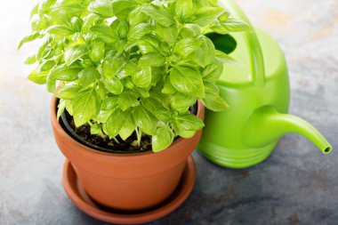 bir tencerede yeşil taze fesleğen