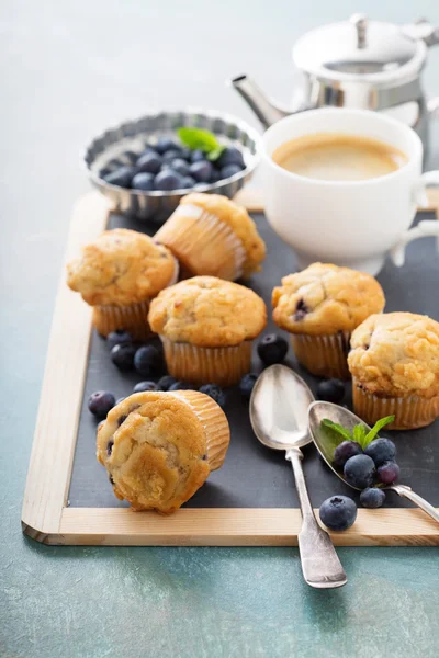 Blueberry muffins on a tray — Stock Photo, Image