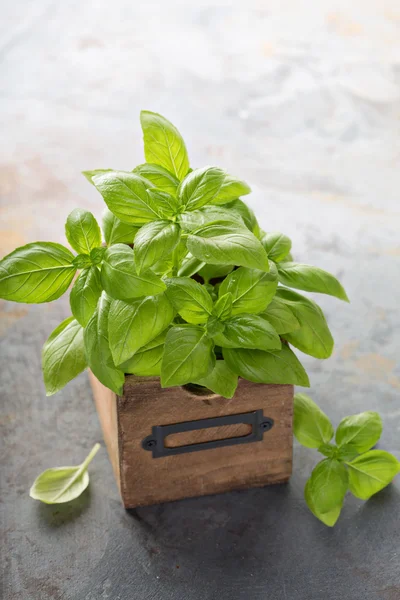 La albahaca fresca verde en la caja — Foto de Stock