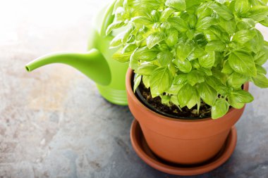 bir tencerede yeşil taze fesleğen