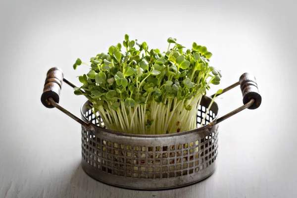 Bunch of radishes microgreens — Stock Photo, Image