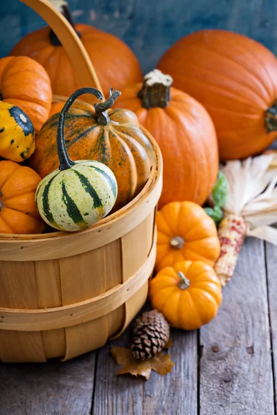 Citrouilles et variété de courges — Photo