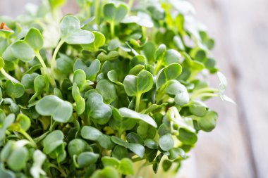 Turp lahanası taze ve yeşil