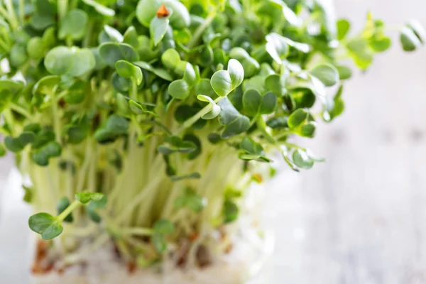 Radishes sprouts fresh and green — Stock Photo, Image