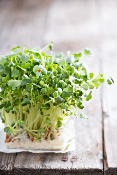 Radieschen sprießen frisch und grün — Stockfoto