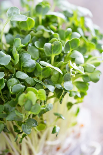 Radishes sprouts fresh and green — Stock Photo, Image