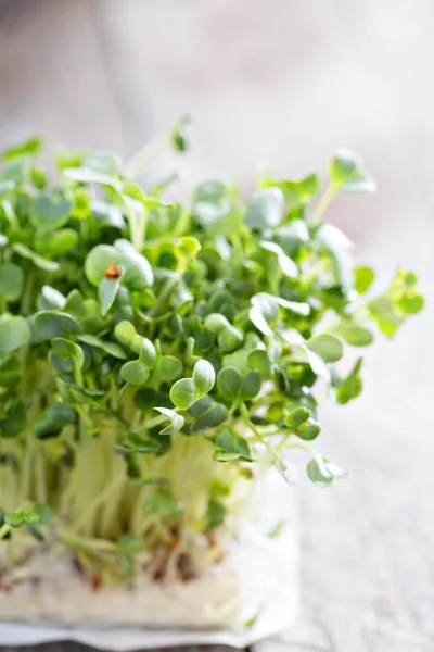 Radishes sprouts fresh and green — Stock Photo, Image