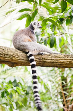Halka kuyruklu lemur (Lemur catta)