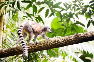 Halka kuyruklu lemur (Lemur catta)