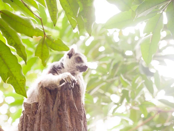 环尾狐猴（Lemur catta）) — 图库照片