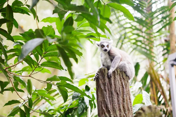 링 꼬리 여우원숭이 (Lemur catta)) — 스톡 사진