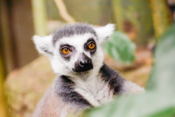 Lémur cola anillada (Lemur catta) —  Fotos de Stock