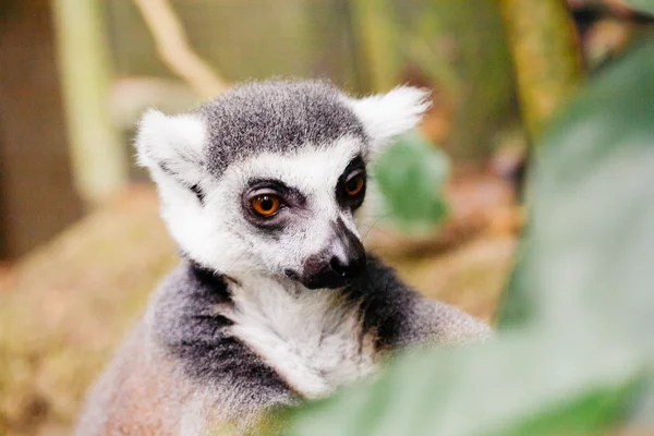 Gyűrűfarkú maki (Lemur catta)) — Stock Fotó