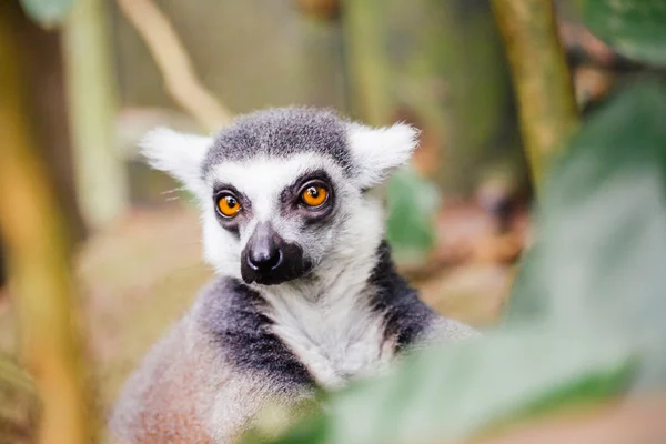 Halka kuyruklu lemur (Lemur catta) — Stok fotoğraf