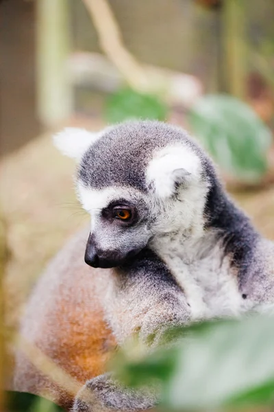 링 꼬리 여우원숭이 (Lemur catta)) — 스톡 사진