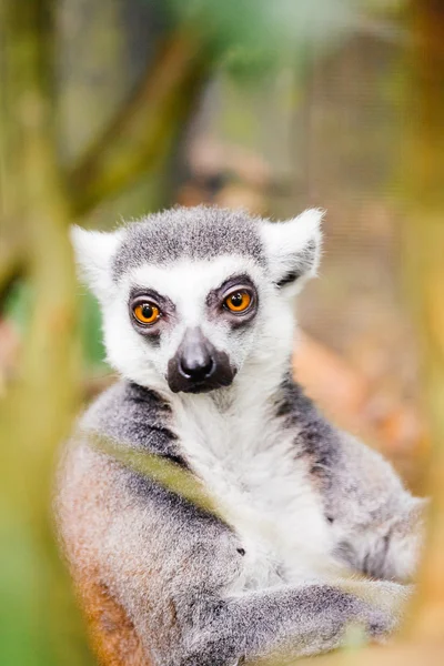 Lémurien à queue cerclée (Lemur catta)) — Photo