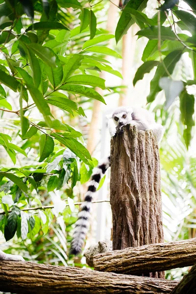 Gyűrűfarkú maki (Lemur catta)) — Stock Fotó