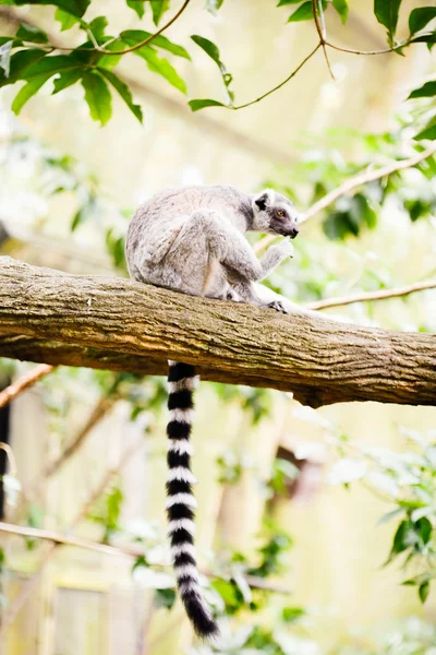 Gyűrűfarkú maki (Lemur catta)) — Stock Fotó