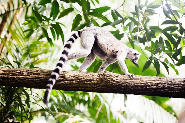 Lémur cola anillada (Lemur catta) —  Fotos de Stock