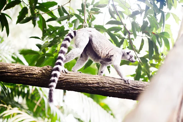 Кольцехвостый лемур (Lemur catta) — стоковое фото