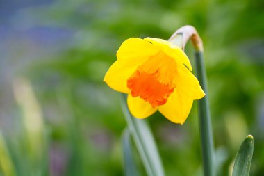 Güzel parlak sarı ve beyaz nergis (Narcissus alanıyla)