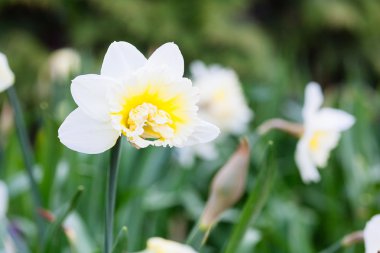 Güzel parlak sarı ve beyaz nergis (Narcissus alanıyla)
