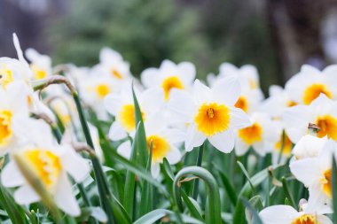 Güzel parlak sarı ve beyaz nergis (Narcissus alanıyla)