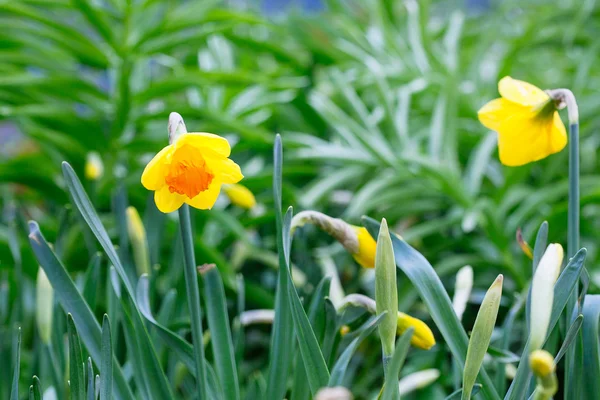 Precioso campo con narcisos de color amarillo brillante y blanco (Narciso ) — Foto de Stock