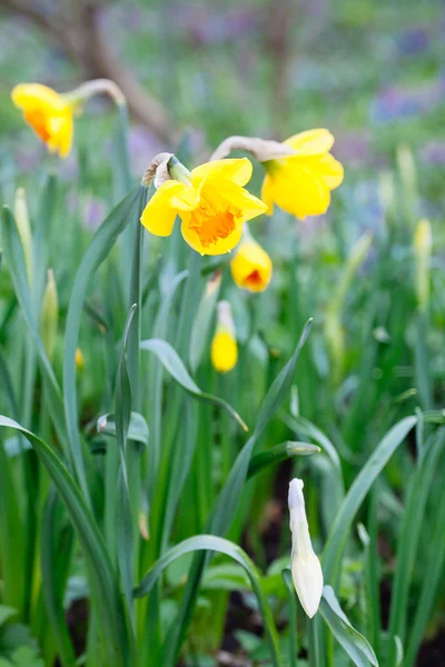 Прекрасное поле с ярко-желтыми и белыми нарциссами (Narcissus ) — стоковое фото