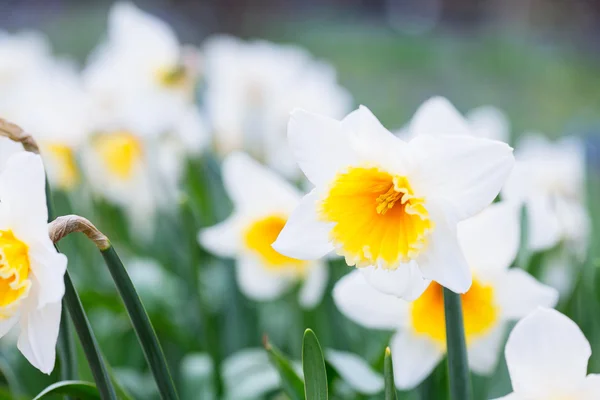 Precioso campo con narcisos de color amarillo brillante y blanco (Narciso ) —  Fotos de Stock